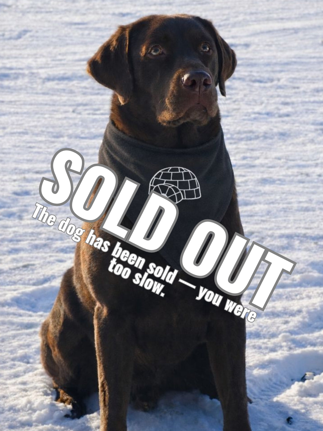 IGLO Mascot – Brun Labrador